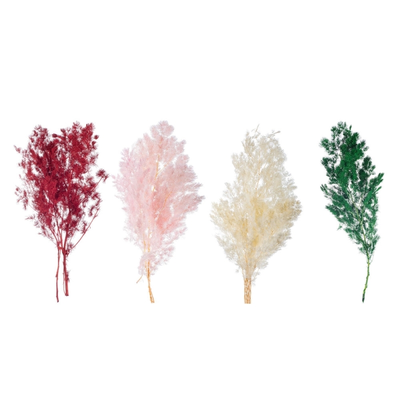 Αποξηραμένο RETROFRACTUS ΡΤ194