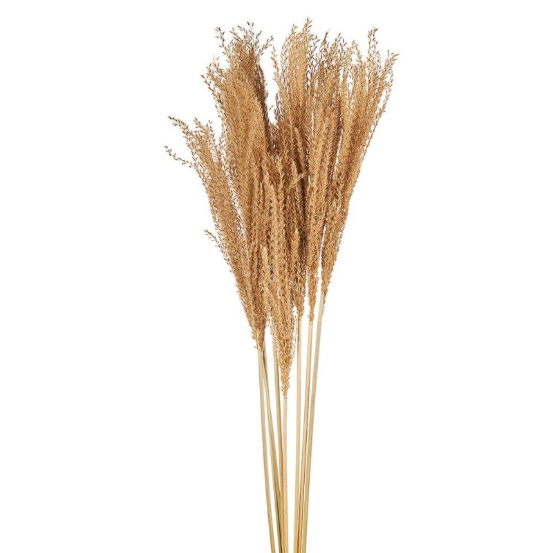 ΑΠΟΞΗΡΑΜΕΝΗ HORSETAIL WHISK GRASS ΡΤ162
