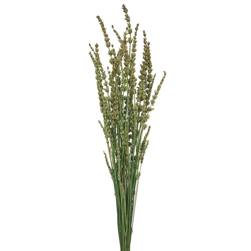 ΑΠΟΞΗΡΑΜΕΝΗ ΛΕΒΑΝΤΑ ΡΤ158