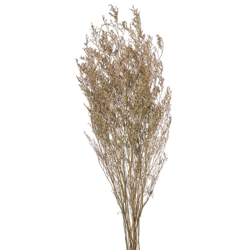 ΑΠΟΞΗΡΑΜΕΝΟ LIMONIUM ΛΕΥΚΟ ΡΤ160