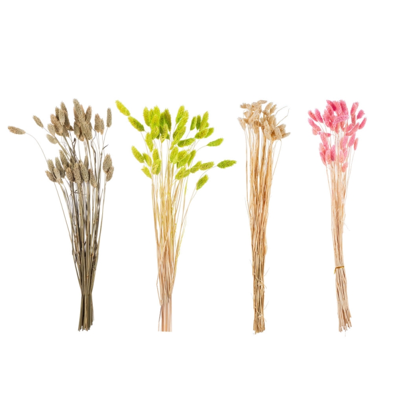 Αποξηραμένος Phalaris ΡΤ191