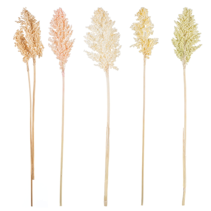 Αποξηραμένο SORGHUM ΡΤ192