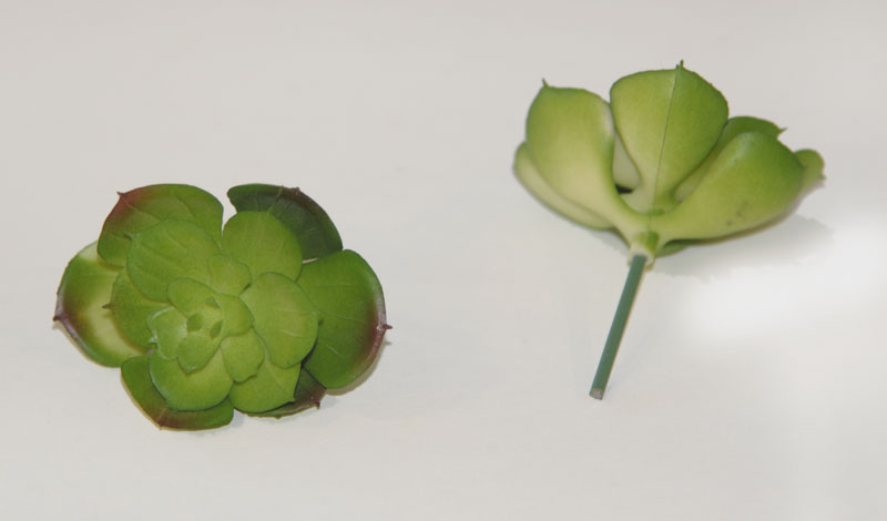 ΠΑΧΥΦΥΤΟ ΤΡΙΑΝΤΑΦΥΛΛΟ ΠΡΑΣΙΝΟ 0516047