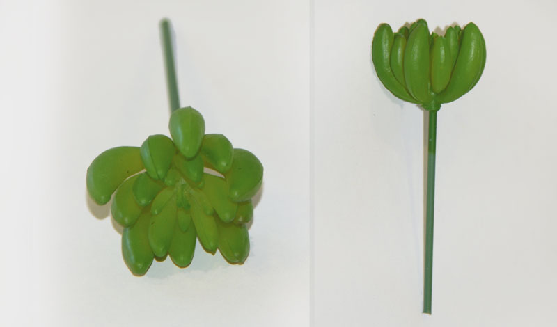 ΠΑΧΥΦΥΤΟ ΣΠΟΡΑΚΙΑ 0516053