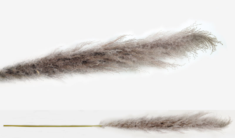 PAMPAS ΦΥΣΙΚΟ VINTAGE 150cm 0516121