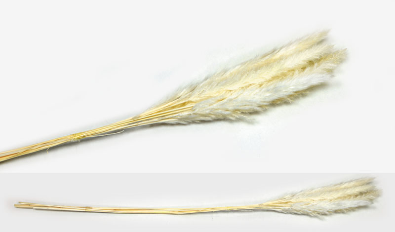 PAMPAS ΕΚΡΟΥ 70cm 0516122