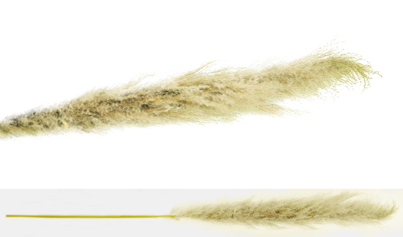 PAMPAS ΕΚΡΟΥ VINTAGE 150cm 0516123