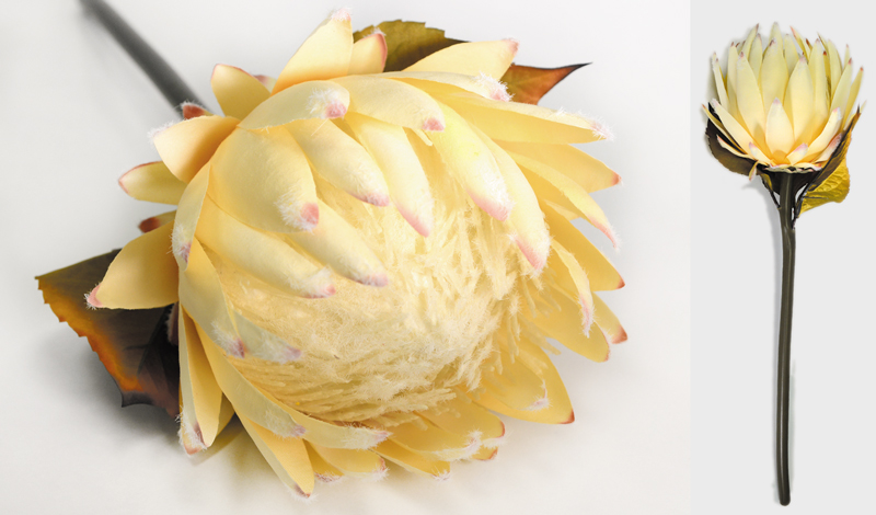 ΛΟΥΛΟΥΔΙ ΠΡΩΤΕΑ 18cm x 53cm 0516132