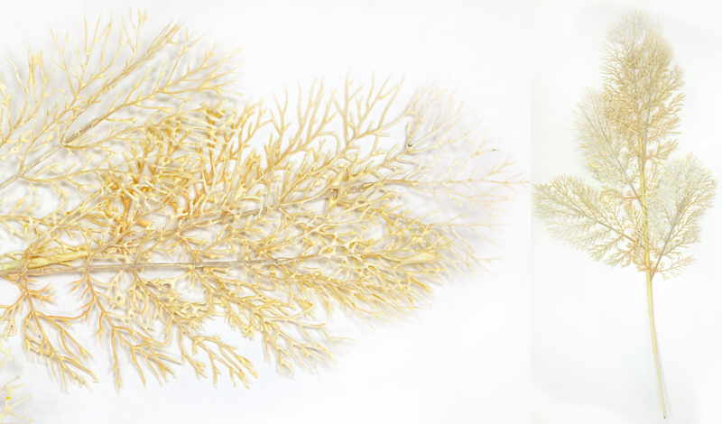 ΚΛΑΔΙ ΚΟΡΑΛΛΙ ΕΚΡΟΥ 35cm x 80cm 0516133