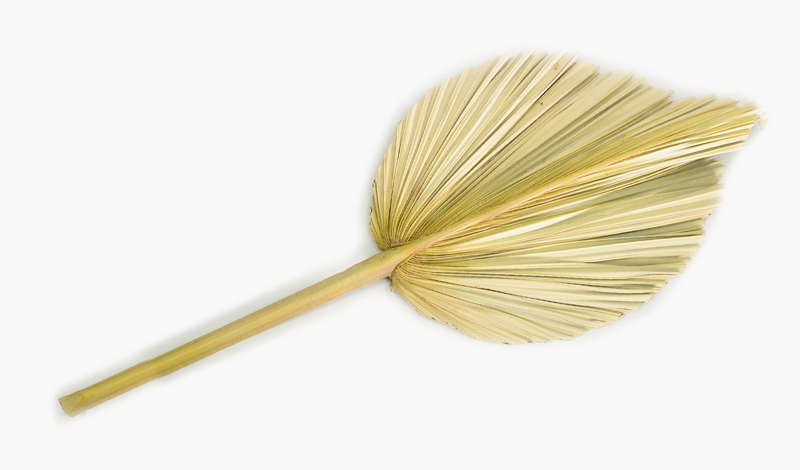 ΑΠΟΞΗΡΑΜΕΝΟ ΦΥΛΛΟ ΦΟΙΝΙΚΑ ΠΛΑΤΥ ΜΙΚΡΟ 15cm x 36cm 0516142