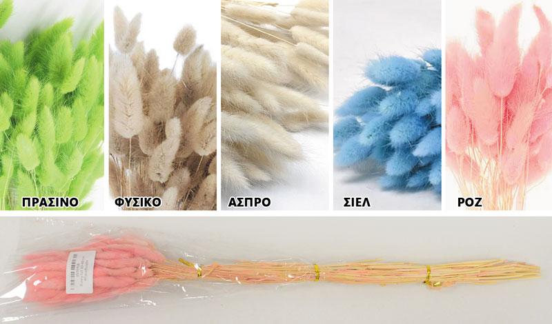 LAGURUS 60cm 0516158