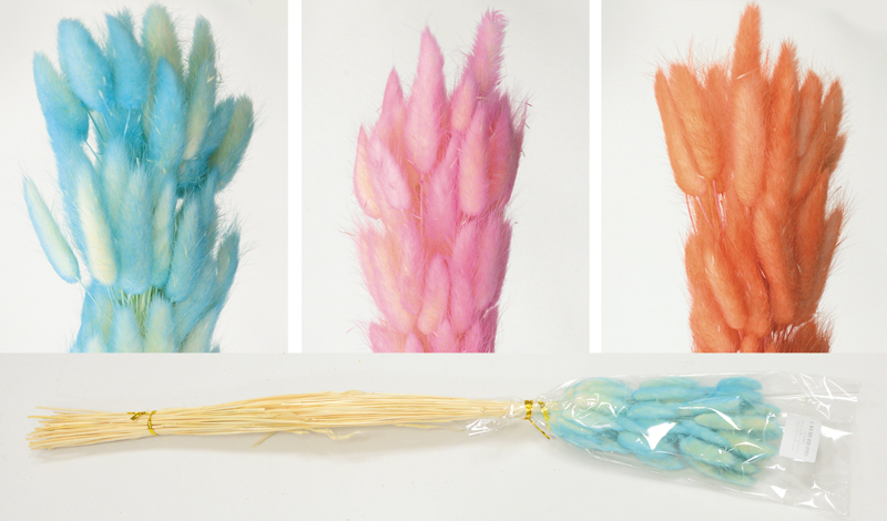 LAGURUS ΔΙΧΡΩΜΟ 60cm 0516163