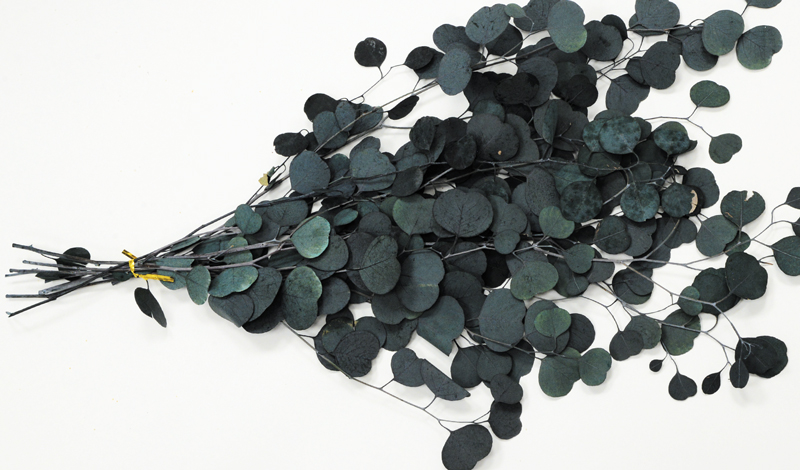 EUCALYPTUS 75cm 0516164