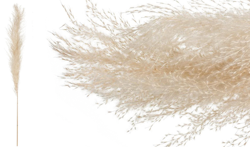 PAMPAS 120cm 0516167
