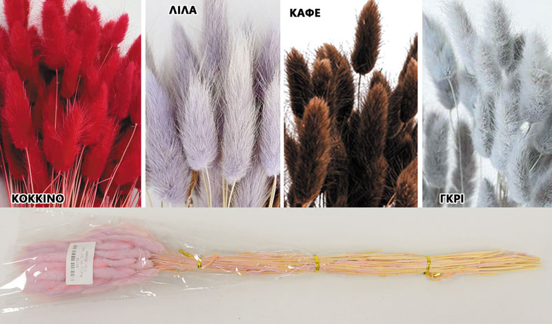 LAGURUS 60cm 0516176