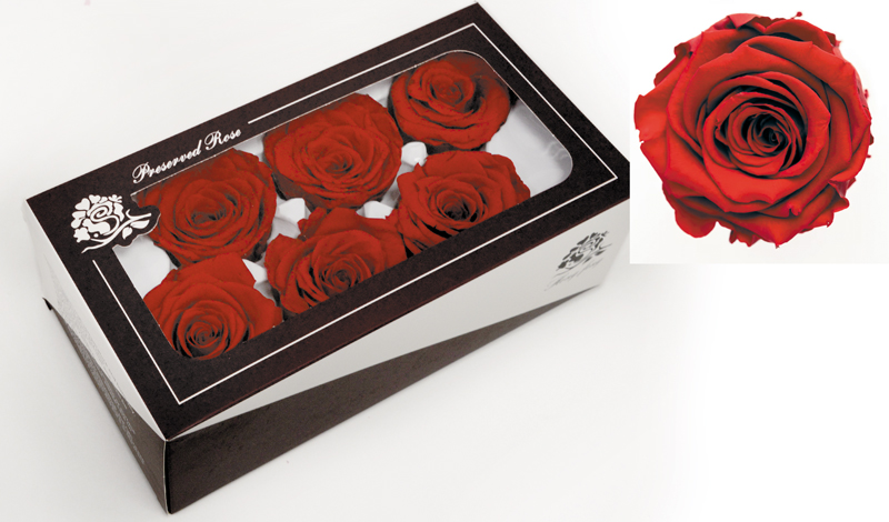 ΒΑΛΣΑΜΩΜΕΝΟ ΤΡΙΑΝΤΑΦΥΛΛΟ 6cm ΚΟΚΚΙΝΟ ΣΕ ΚΟΥΤΙ 6ΤΕΜ. 0516177