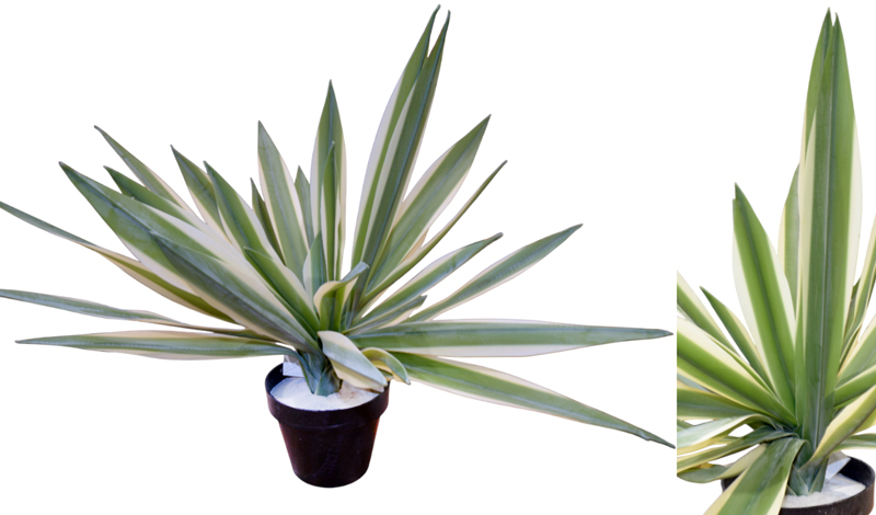 ΑΓΑΥΗ ME ΠΡΑΓΜΑΤΙΚΗ ΥΦΗ ΣΕ ΓΛΑΣΤΡΑ 44cm 0516209