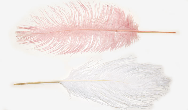 ΦΤΕΡΟ ΓΙΓΑΣ 35-40cm 0517897