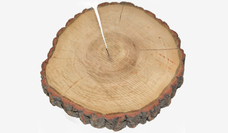 ΚΟΡΜΟΣ ΔΕΝΤΡΟΥ ΠΑΧΥΣ 16-20cm x 3cm 0619034