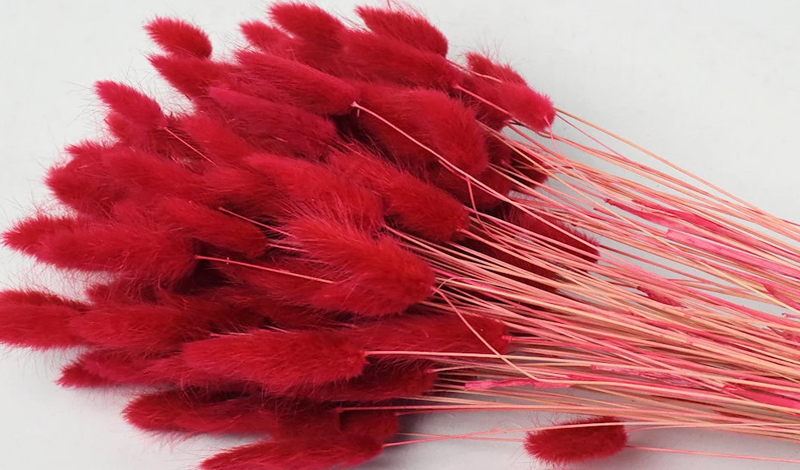 LAGURUS 65cm ΚΟΚΚΙΝΟ 0952505