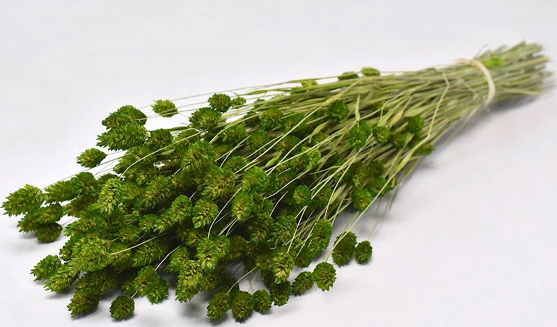 PHALARIS ΠΡΑΣΙΝΟ 70cm 0963503