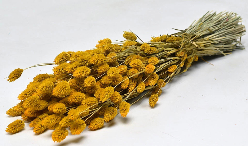 PHALARIS 70cm ΚΙΤΡΙΝΟ 0963509