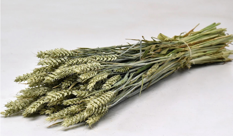 TRITICUM ΦΥΣΙΚΟ 70cm 0977500