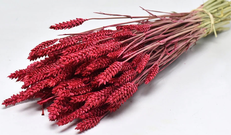 TRITICUM COLOR 70cm ΚΟΚΚΙΝΟ 0977505