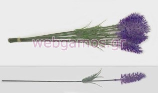 Λεβάντα Μάτσο (0516013)