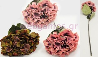 Ορτανσία Λουλούδι (0516077)