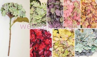 Ορτανσία Λουλούδι μικρή (0516085)