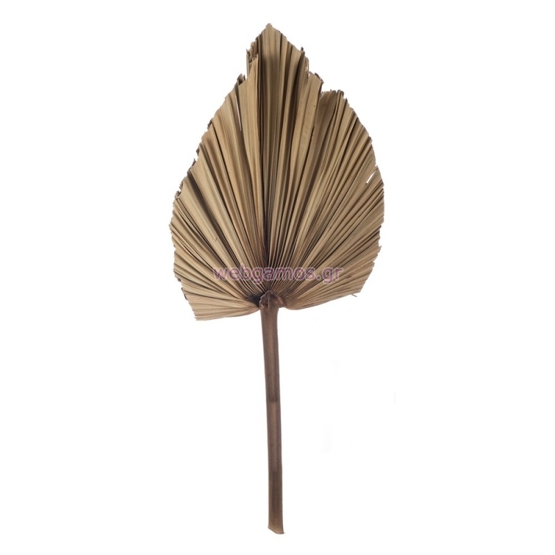 Αποξηραμένο Palm Leaves ΡΤ188