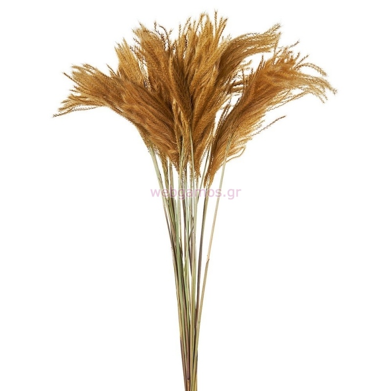 ΑΠΟΞΗΡΑΜΕΝΗ MELIC GRASS ΡΤ161