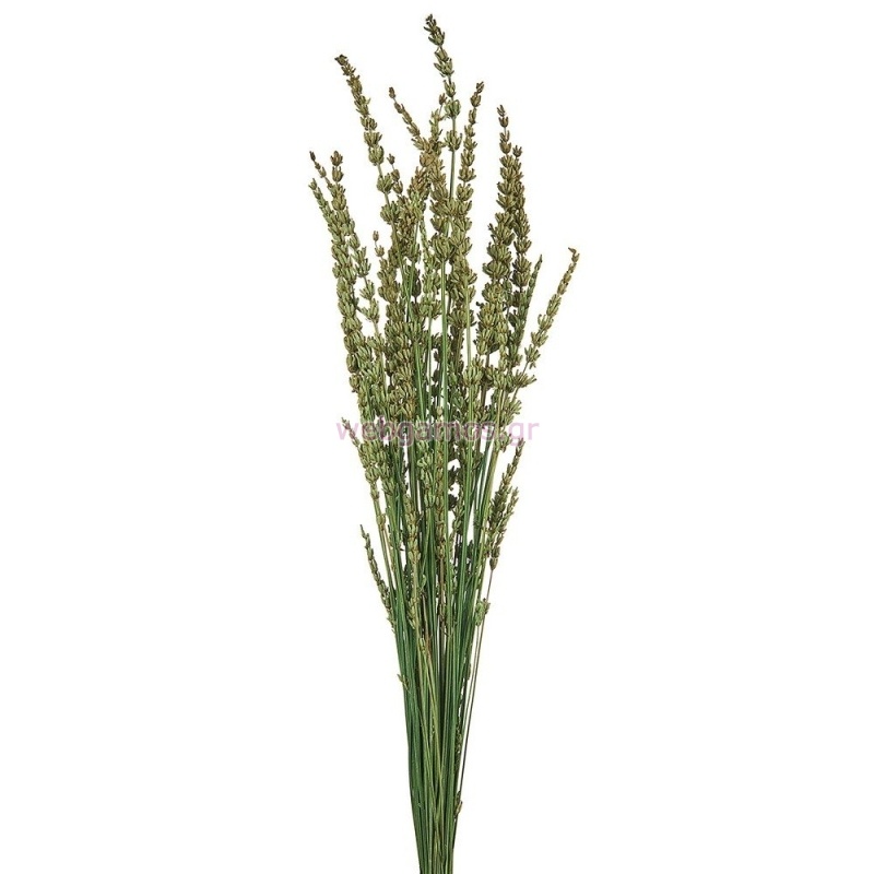 ΑΠΟΞΗΡΑΜΕΝΗ ΛΕΒΑΝΤΑ ΡΤ158