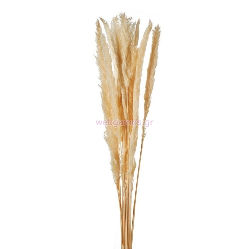 ΑΠΟΞΗΡΑΜΕΝΟ PAMPAS ΡΤ164