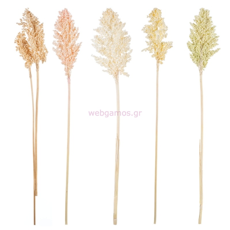 Αποξηραμένο SORGHUM ΡΤ192