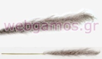 PAMPAS ΦΥΣΙΚΟ VINTAGE 150cm 0516121