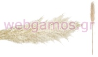PAMPAS ΕΚΡΟΥ 140cm 0516198