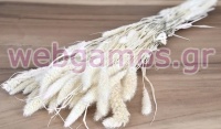 SETARIA ΛΕΥΚΑΜΕΝΟ 100gr 65cm 0970930