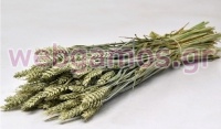 TRITICUM ΦΥΣΙΚΟ 70cm 0977500